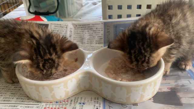 ご支援ありがとうございます　〜晩秋の子猫まつり〜の記事動画