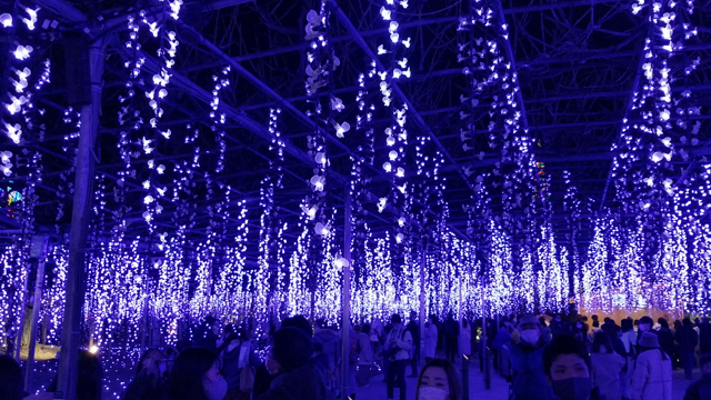 イルミネーション見て来ましたの記事動画