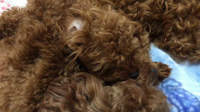 今朝のモニョモニョの記事動画