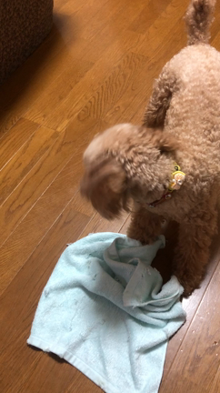 セルフリフレの記事動画