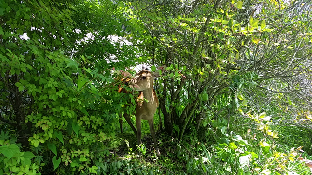 三峯神社ツアー～前編～の記事動画