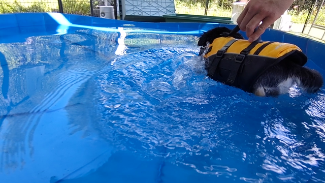 スイミング＆ワンプロの記事動画