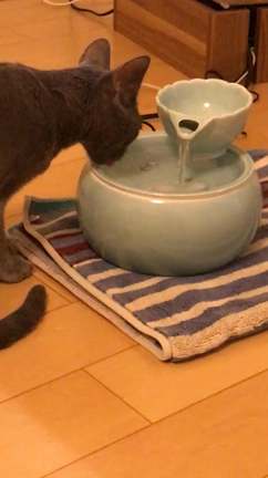 パールの宝の持ち腐れの記事動画