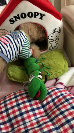 イモムシくんの記事動画