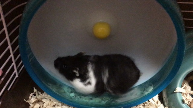 久しぶりのハム日記の記事動画