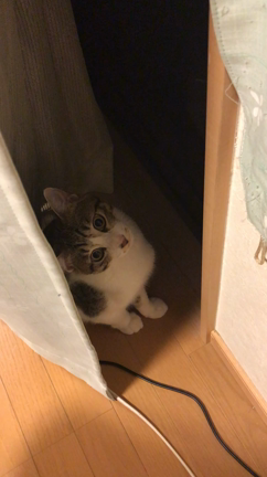 かくれんぼの記事動画