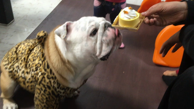 クリスマスの記事動画