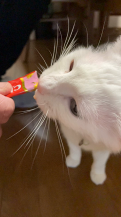 ちゅ〜る、お好きみたいです。の記事動画