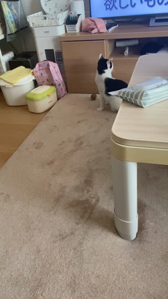 ましろ、またまた病院ですの記事動画