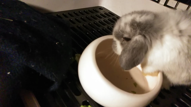 こっこの食事♪の記事動画