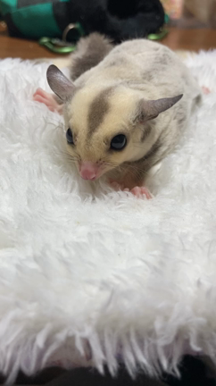 ご家族様決まりました(//∇//)の記事動画