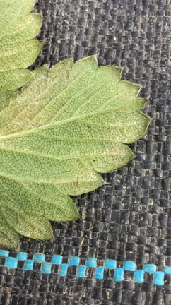 進撃の巨人❗️の記事動画