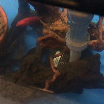 釣り堀しみちゃんの記事動画