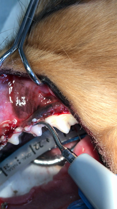 歯石の放置は、確実に寿命を縮めます。の記事動画