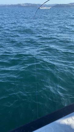 カワハギ釣り！の記事動画