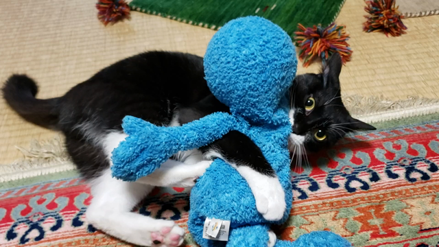 今日は猫の日の記事動画