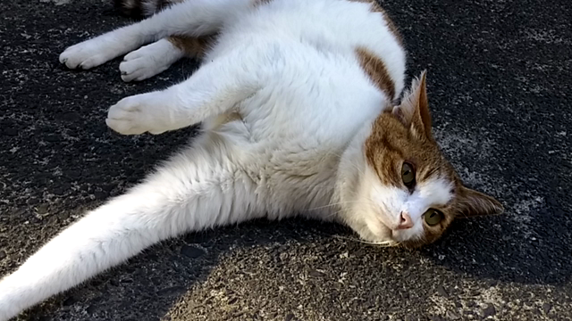 変わらぬ毎日の記事動画