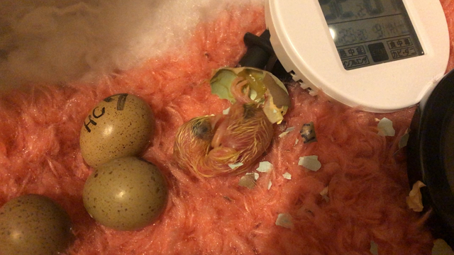 一筋縄ではいきません…＠母の記事動画