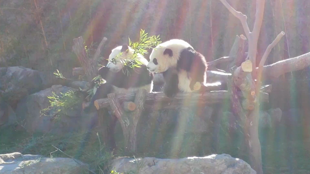 ☆和歌山　アドベンチャーワールド　動画　パンダ編の記事動画
