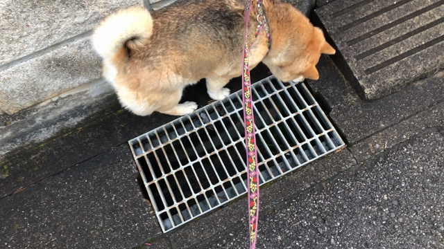 鼠の罠の記事動画