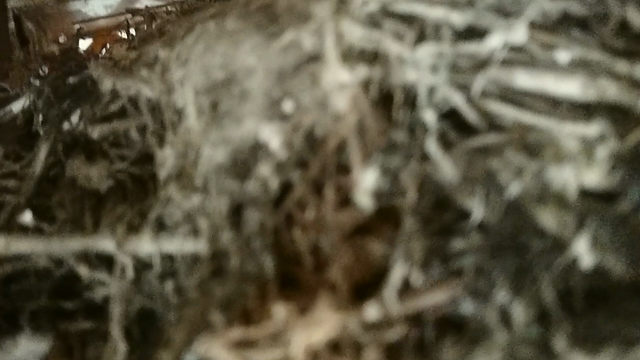 立ち合えた巣立ちの記事動画