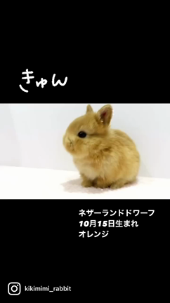 10/15生まれのネザーちゃん達Ⅳ♪の記事動画