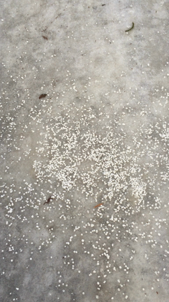 手動塩化カルシウム散布の記事動画