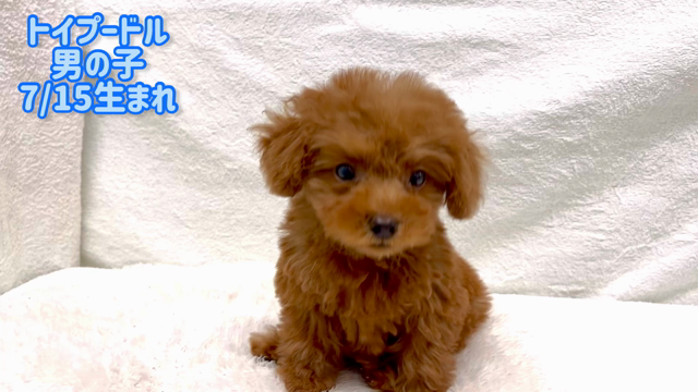 トイプーちゃんトリミング♪の記事動画