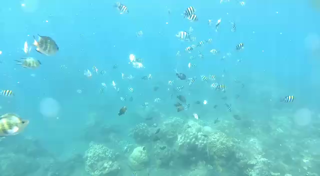 ヘラヤガラの擬態は何の為?@バリ島ダイビング　アメッドの記事動画