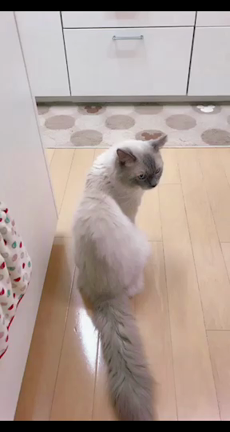 恒例の、Leoちん♡ ただいま〜 (^-^*)/の記事動画