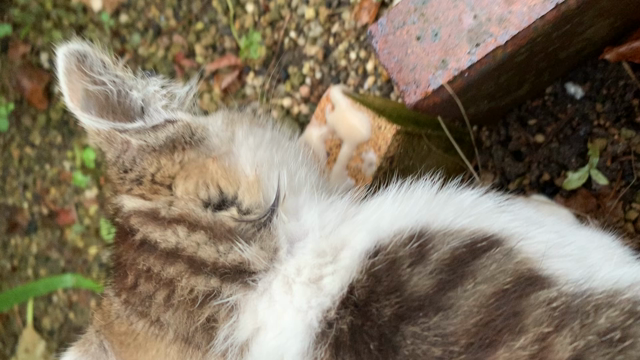 今日は スーパー猫の日の記事動画