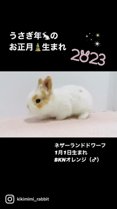 1/1生まれのネザーちゃんⅢ♪の記事動画