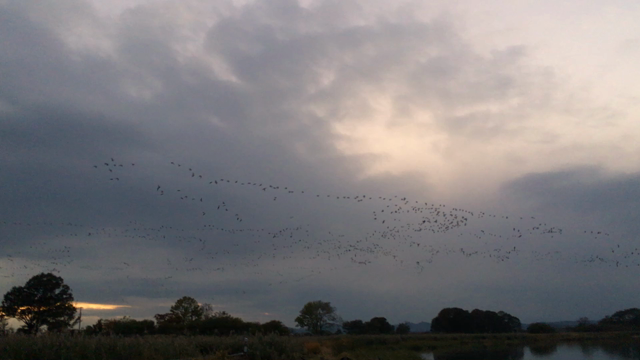 どうせ生きるなら渡り鳥のような人生に。の記事動画