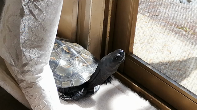 緊急事態宣言の記事動画