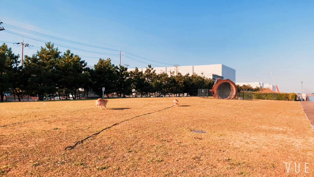 ドッグラン動画vol.1915の記事動画