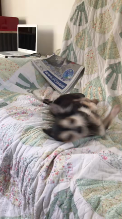 “ふたば”正式譲渡決定！の記事動画