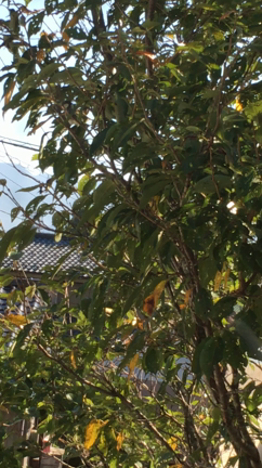 good morningシジュウカラの記事動画