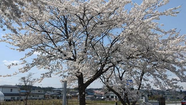 【岩手県一関市】お花も団子も斉藤うどん店も最高だった厳美渓デートの記事動画