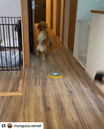 『どうせやるなら！』フレンチブルドッグ専門店B&BFRENCHの記事動画