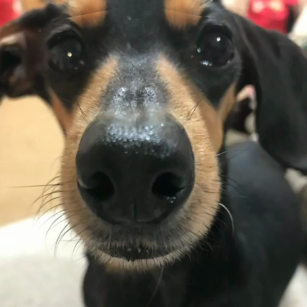 ばーちゃんのつぶやきの記事動画