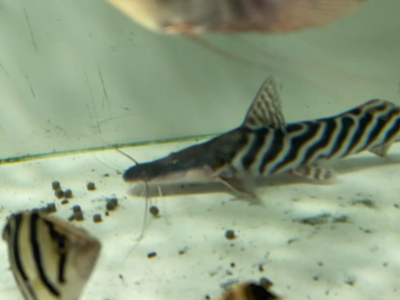 ゼブラキャット、エンドリケリーショート