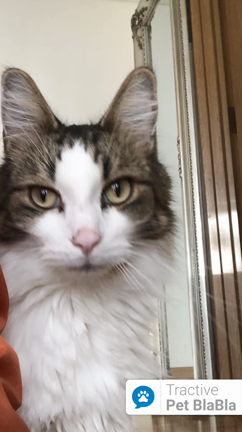 車検を受けていただきありがとうございますの記事動画