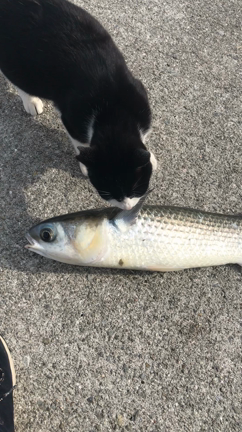 7    ショアジギの記事動画