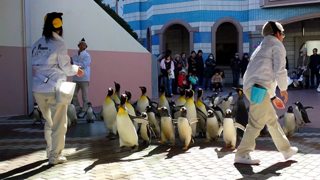 ☆和歌山　アドベンチャーワールド　動画　ペンギンパレード編の記事動画