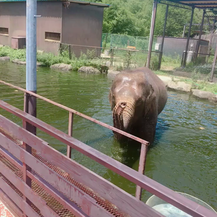 人生初！⛳の記事動画