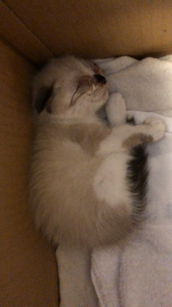 思い出日記の記事動画