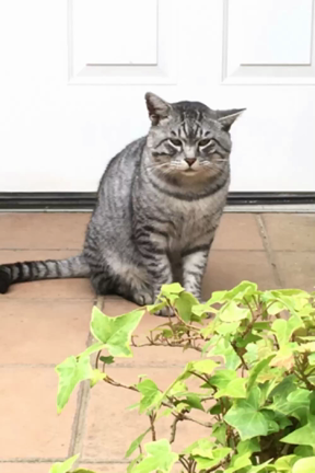 マシュカシュ リネンワンピースの記事動画