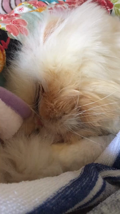 イビキ？の記事動画