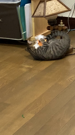 保護したニャンコ　可愛さにメロメロ♡ だけど…の記事動画