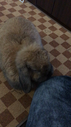 うさぎとまったりの記事動画